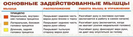 Разгибание руки с гантелью из-за головы - мышцы