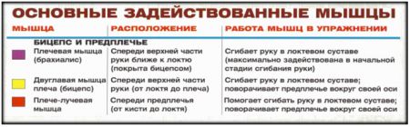 Подъем штанги на бицепс обратным хватом - мышцы