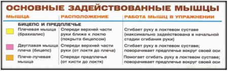 Концентрированный подъем на бицепс - мышцы