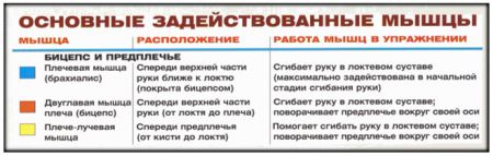 Подъем EZ-штанги на бицепс в скамье скотта - мышцы