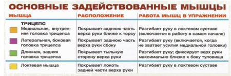 Жим книзу одной рукой обратным хватом - мышцы