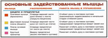 Подъем гантелей на бицепс сидя - мышцы