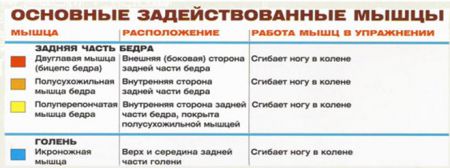 Сгибания ног сидя - мышцы