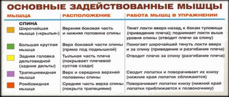 Тяга штанги в наклоне обратным хватом - мышцы