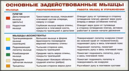 Жим штанги сидя - мышцы