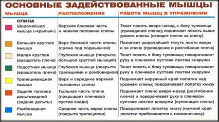 Тяга гантели одной рукой в наклоне - мышцы