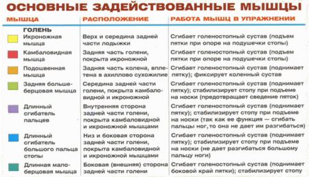 Подъемы на носки стоя - мышцы