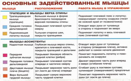 Тяга штанги к подбородку - мышцы