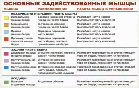Приседания в тренажере Смита - мышцы