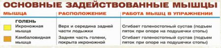 Подъемы на носки сидя - мышцы