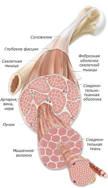 Красные и белые мышечные волокна