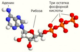 аденин, рибоза и три фосфата