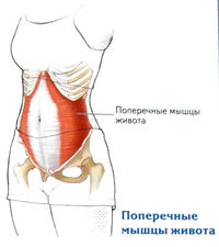 Мышцы живота