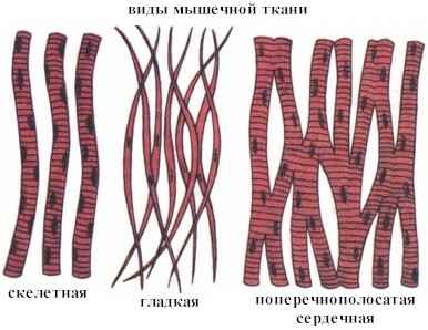 Виды мышечной ткани Мышечная ткань