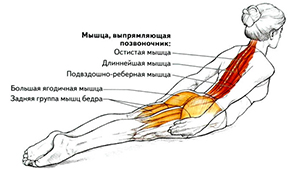 Разгибание спины лежа на животе